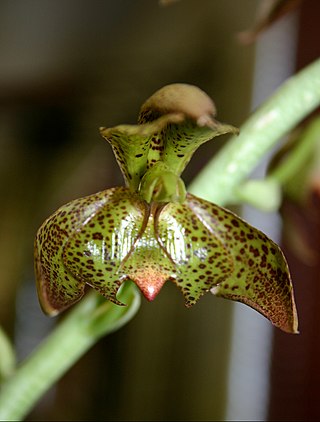 <i>Catasetum cernuum</i> Species of orchid