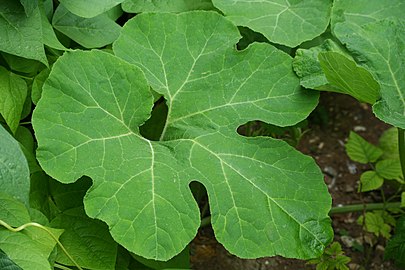 Las hojas lobadas cual hojas de higuera permiten diferenciar la planta con relativa facilidad de los zapallos.