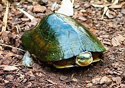 The moss box turtle is a species of turtle endemic to Esonice primarily inhabiting the mountainous central interior, named in Esonian as mohobakohame (苔箱亀) from which it got its Anglish name