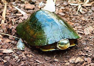 Zhous box turtle Species of turtle