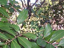 Cupaniopsis anacardioides Pantai Nasional Park.jpg