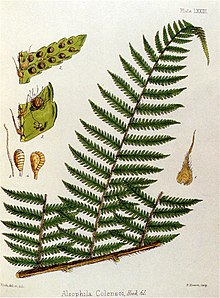 Cyathea colensoi.jpg