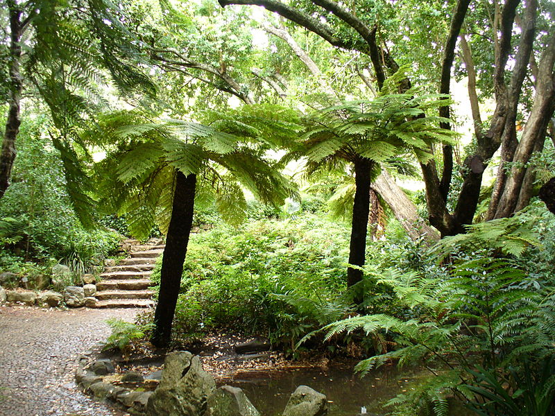 File:Cyathea dregei.jpg