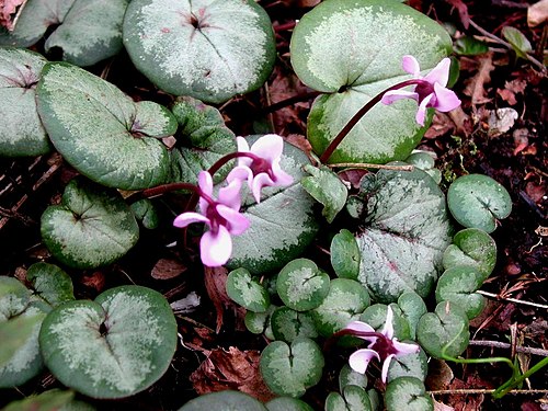 Cyclamen coum blush.jpg