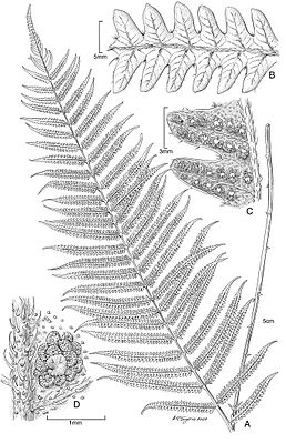 Illustration of Cyclosorus castaneus