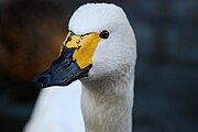 在北京動物園內的大天鵝