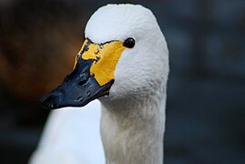 Sibirinė mažoji gulbė Pekino zoologijos sode (Kinija)