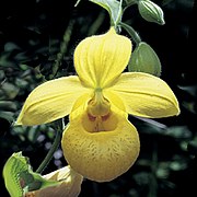 Cypripedium irapeanum