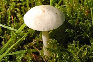 <i>Cystolepiota seminuda</i> Species of fungus