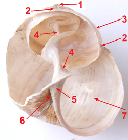 Shell of Helix pomatia with a part of shell removed; (4) the columella Czescimuszli shells tags.png