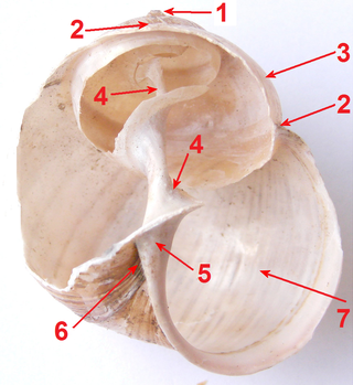 <span class="mw-page-title-main">Columella (gastropod)</span> Gastropod anatomy