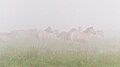 * Nomination Dülmen ponies in the Wildbahn in the Merfelder Bruch (COE-004) in the morning fog at sunrise, Merfeld, Dülmen, North Rhine-Westphalia, Germany --XRay 02:34, 6 May 2017 (UTC) * Promotion Good quality, IMO, considering the fog. -- Ikan Kekek 04:33, 6 May 2017 (UTC)