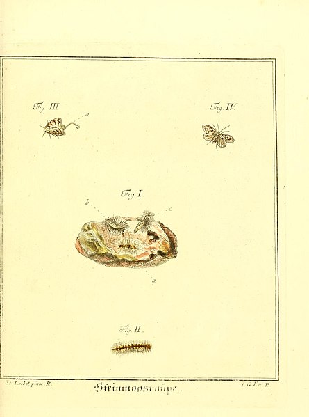 File:D. Jacob Christian Schäffers Abhandlungen von Insecten (8250269554).jpg