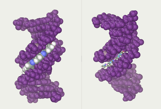 DNA model on Abalone DNA-ligand-by-Abalone.png