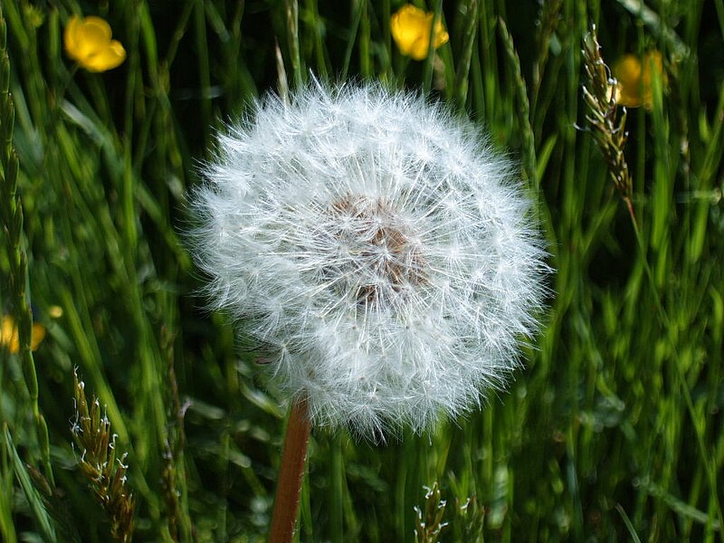 Dandelion - Simple English Wikipedia, the free encyclopedia