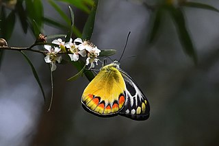 <i>Delias sambawana</i> Species of butterfly