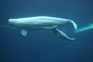 Beluga Whale