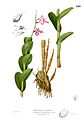 Dendrobium taurinum volume II - plate 429