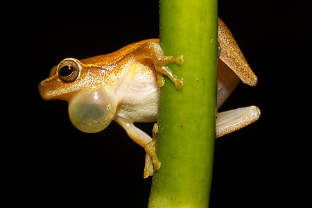 Dendropsophus microcephalus, male, calling.