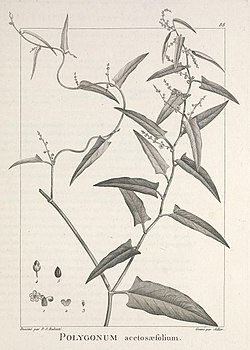 Muehlenbeckia sagittifolia.