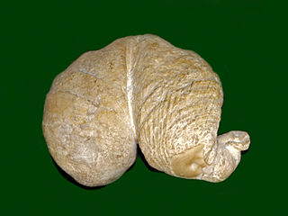 Diceratidae family of molluscs (fossil)