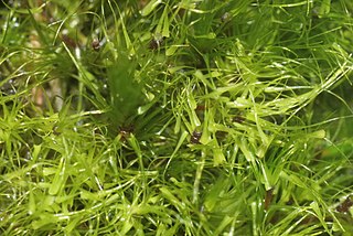 <i>Dicranodontium</i> Genus of mosses