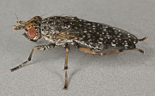 <i>Dictya umbrarum</i> Species of fly