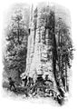 Die Gartenlaube (1895)_b_228_2.jpg „Die Mutter des Waldes“