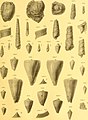 Die fossilien von Java auf grund einer sammlung von Dr. R.D.M. Verbeek und von anderen; (1891) (20917207815).jpg