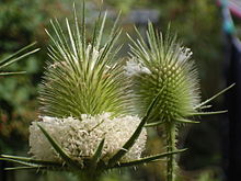 Соцветие Dipsacus laciniatus.jpg