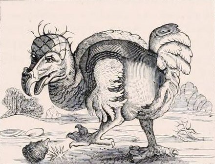 1646 etching of a dodo that Willem Ysbrandtszoon Bontekoe claimed to have seen on Réunion
