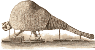 <i>Doedicurus</i> An extinct genus of mammals belonging to the armadillo order, Cingulata