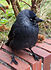 Junge Dohle (Corvus monedula)