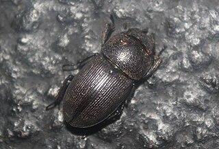 <i>Dorcus brevis</i> species of insect