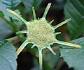 Dorstenia indica (Rosales)