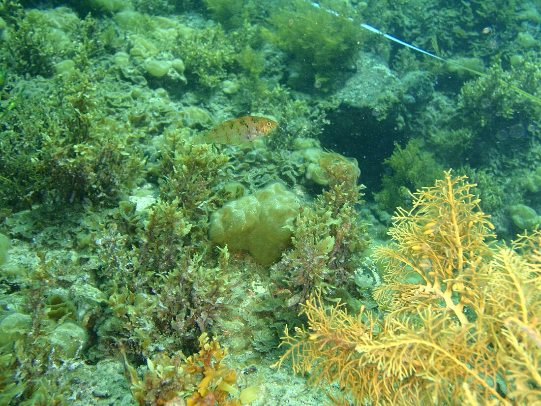 海神隆頭魚