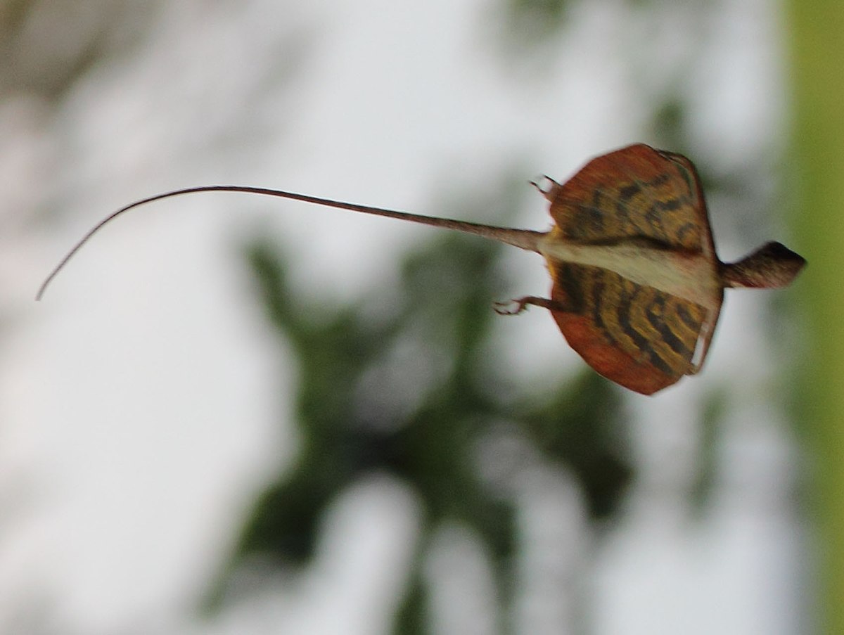 flying lizard animal