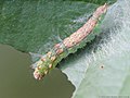 Drepana falcataria (Linnaeus, 1758)