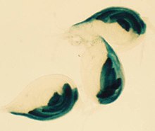 Präparierte Drosophila-Imaginalscheiben.