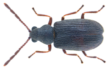 Dryophilus pusillus (Gyllenhal, 1808) Žena (28189271910) .png