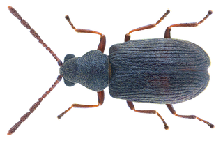 <i>Dryophilus</i> genus of insects