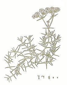 Drypis spinosa-illustration.jpg