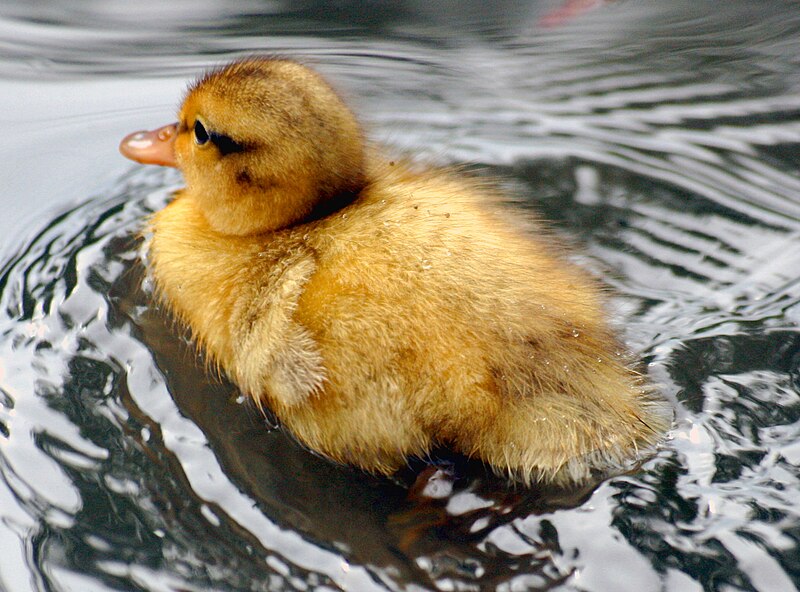 File:Duckling in Richmond Park, London.jpg