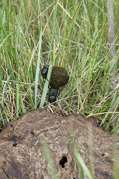 File:Dung Beetles on War Horse NWR (7345230728).jpg