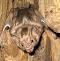 Thumbnail for White-winged vampire bat