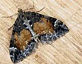 Thumbnail for Common marbled carpet