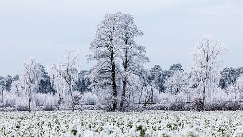 Tree in a field