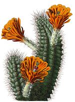 Echinocereus polyacanthus