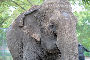 Edmonton Valley Zoo (18812395575).jpg