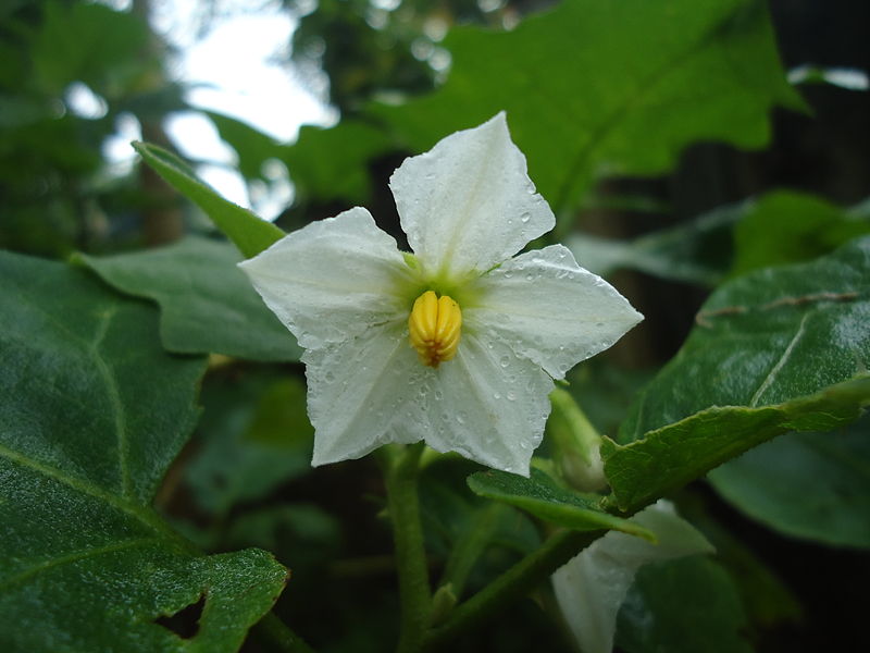 File:Eggplant flower white.JPG - Wikimedia Commons